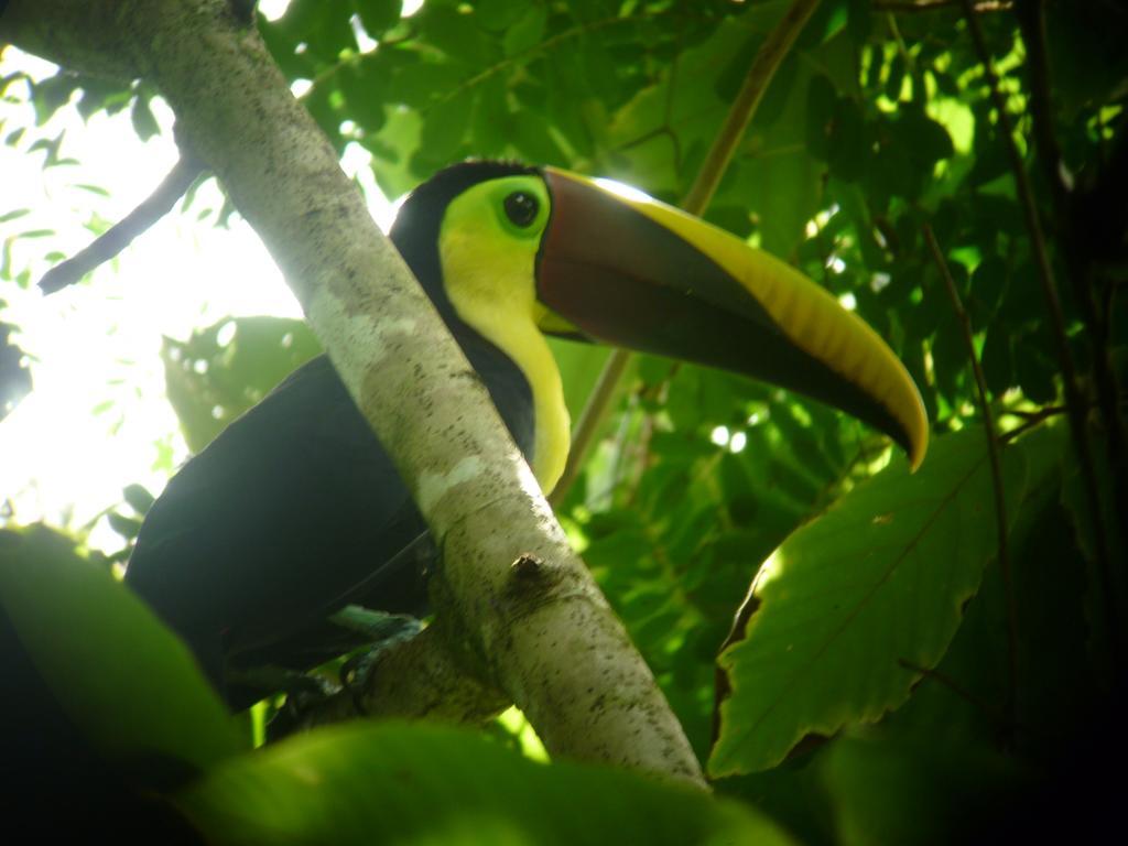 Jaco Lodge Quiet Place (Adults Only) Экстерьер фото